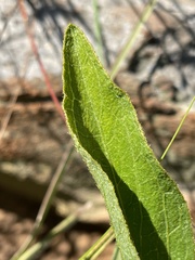 Hibiscus aethiopicus ovatus