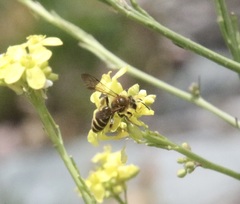 Euandrena