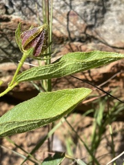 Hibiscus aethiopicus ovatus