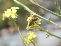 Euandrena