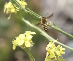 Euandrena