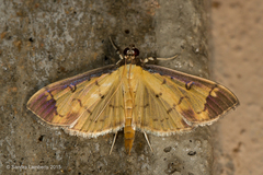 Eulepte