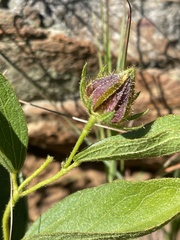 Hibiscus aethiopicus ovatus