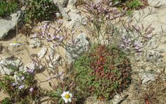 Limonium minutum