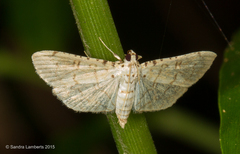Hileithia