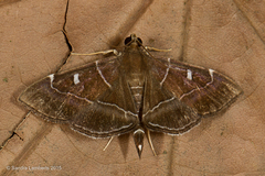 Lamprosema