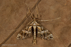 Lineodes hieroglyphalis