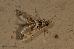 Neoleucinodes elegantalis