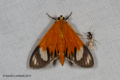 Phostria lithosialis