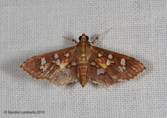Phostria