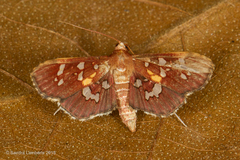 Phostria varialis
