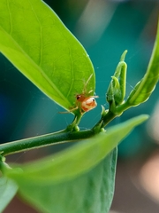 Araneoidea