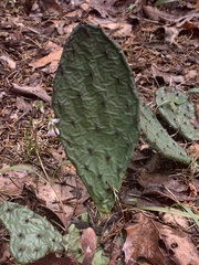 Opuntia cespitosa