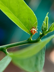 Araneoidea