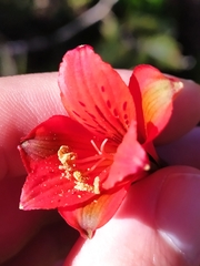 Alstroemeria gardneri