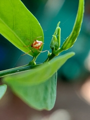 Araneoidea