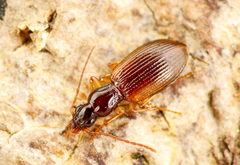 Oxypselaphus obscurus