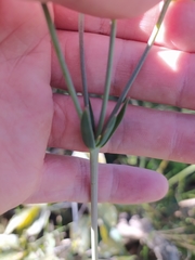 Alstroemeria gardneri