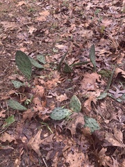 Opuntia cespitosa