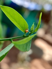 Araneoidea
