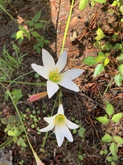 Zephyranthes candida