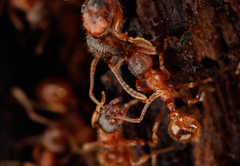Myrmica ruginodis