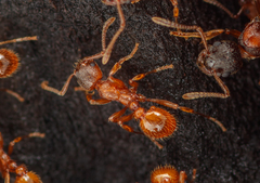 Myrmica ruginodis