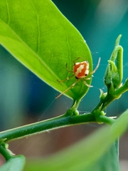 Araneoidea