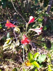 Alstroemeria gardneri