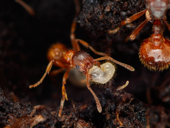 Myrmica ruginodis