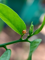 Araneoidea