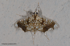 Sisyracera subulalis