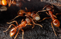 Myrmica ruginodis