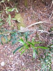 Daphne arisanensis