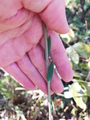 Alstroemeria gardneri