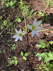 Zephyranthes candida