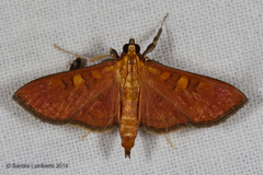 Prenesta scyllalis