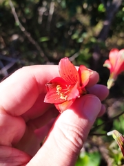 Alstroemeria gardneri