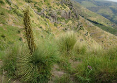 Aciphylla subflabellata