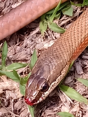 Philodryas nattereri