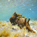 Ocellate Sea Hare