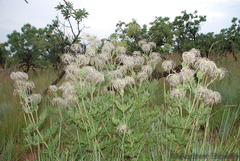 Clematis villosa stanleyi