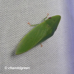 Petalocephala