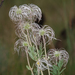 Clematis villosa stanleyi - Photo (c) Andrew Hankey, algunos derechos reservados (CC BY-SA), uploaded by Andrew Hankey