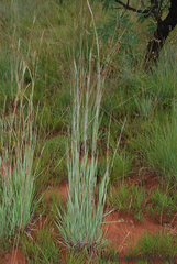 Diheteropogon amplectens