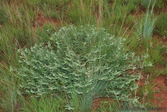 Indigofera oxytropis