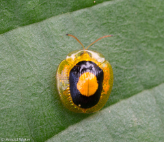Charidotis circumducta