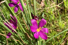 Olsynium douglasii douglasii