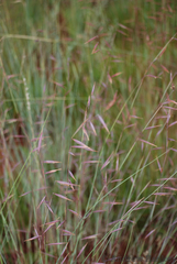 Monocymbium ceresiiforme