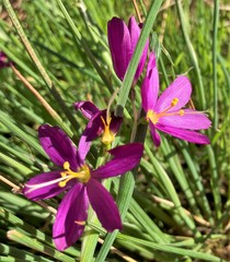 Olsynium douglasii douglasii